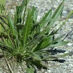 Biscutella laevigata Leaf