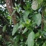 Dicliptera chinensis Фрукт