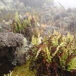 Asplenium adiantum-nigrum Habitat