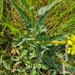 Bunias orientalis Blatt