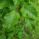 Acer tataricum পাতা