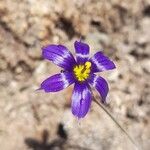 Sisyrinchium chilenseFlower