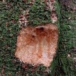 Albizia adianthifolia Bark