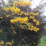 Cytisus galianoi Fleur