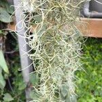 Tillandsia usneoides List