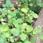 Laportea canadensis Leaf