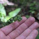 Andersonglossum virginianum Fruto