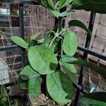 Hoya australis Leaf