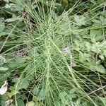 Equisetum telmateiaبرگ