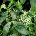 Rudgea cornifolia Hostoa