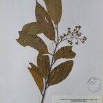 Cinnamomum tamala Drugo