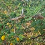 Acacia nilotica Blatt