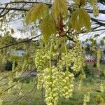 Acer macrophyllumЦветок