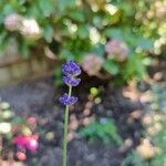 Lavandula angustifoliaFlower