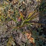 Carex halleriana AssoFlower