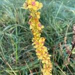 Verbascum nigrumFlower