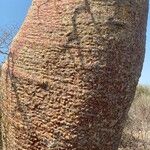Adansonia za Rinde