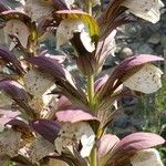 Acanthus spinosusFiore