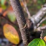 Cotoneaster bullatus Bark