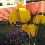 Rudbeckia nitida 花