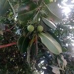 Calophyllum inophyllum Fruit