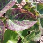 Epimedium perralderianum Leaf