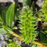 Salix daphnoides Fruit