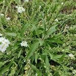 Berteroa incana Hoja