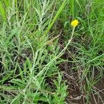 Helichrysum odoratissimum Elinympäristö