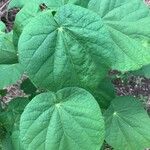 Abutilon theophrastiFolio