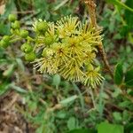 Boscia mossambicensis 花