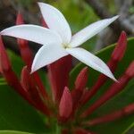 Carissa spinarum Flor
