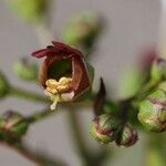 Scrophularia umbrosa Flower