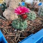 Gymnocalycium baldianum പുഷ്പം
