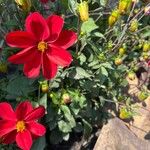Dahlia coccineaFleur