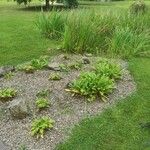 Primula japonica Habit