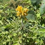 Senna hirsuta Flors