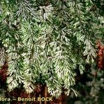 Hymenophyllum tunbrigense Annet