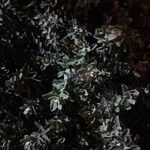 Leucophyllum candidum Листок