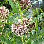 Asclepias sullivantii Квітка