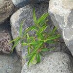 Boehmeria penduliflora Leaf