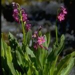 Primula parryi Habitus