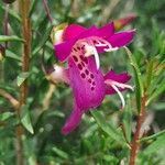 Eremophila oppositifolia Fleur