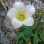 Eustoma exaltatum Cvet