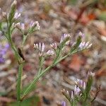 Limonium narbonense Hàbitat