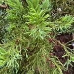 Cryptomeria japonica পাতা