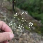 Ptychotis saxifraga Fula