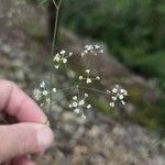 Ptychotis saxifraga Blüte