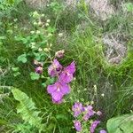 Verbascum phoeniceum 花