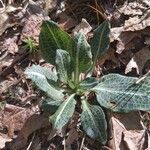 Goodyera pubescens Blatt